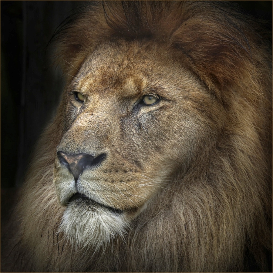 King of The Pride - Ian Parker